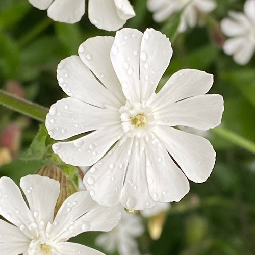 xhosa flower